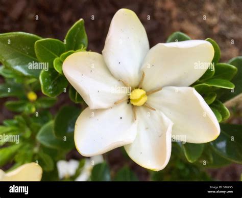 Schwarze Form auf einem Gardenia Bush